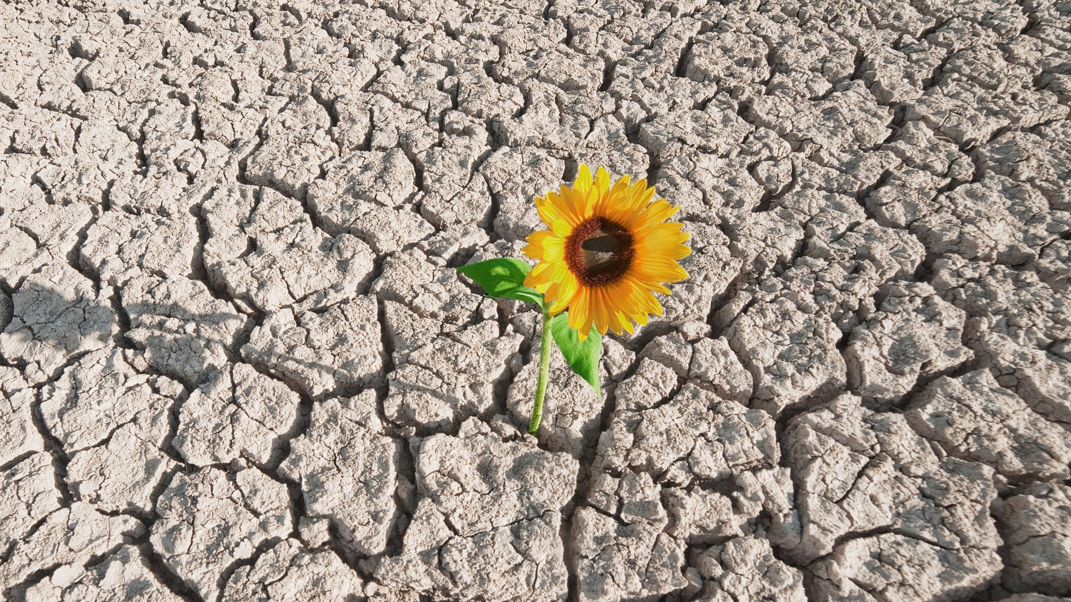 A single dandelion grows from the cracks of barren land.